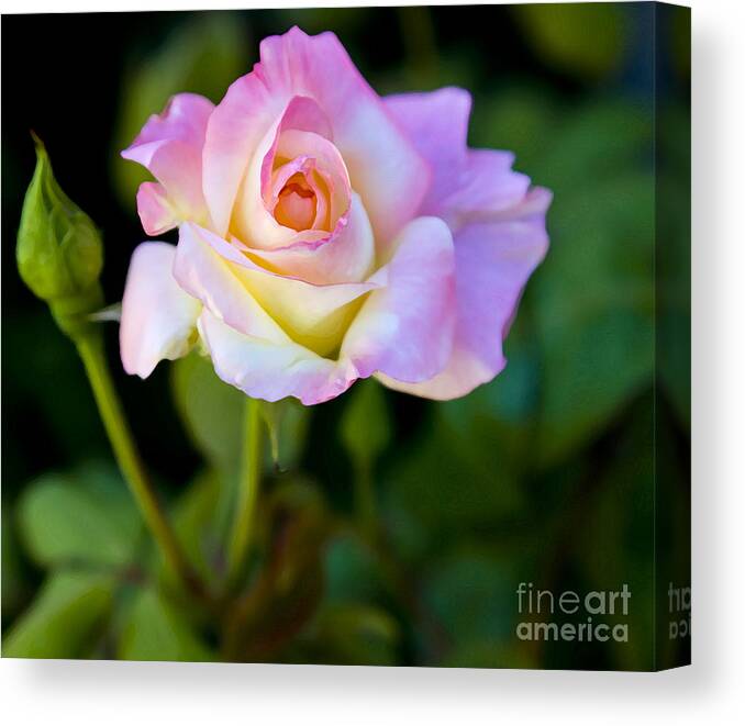 Rose Canvas Print featuring the photograph Rose-Touch me softly by David Millenheft