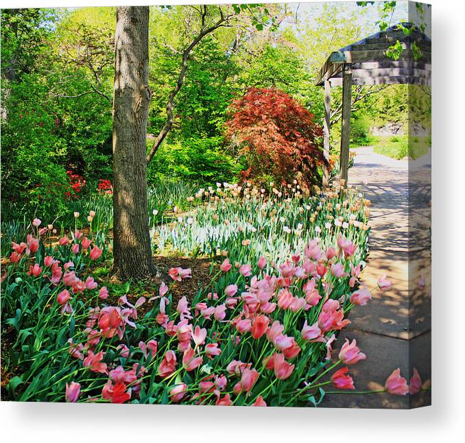 Tulips Canvas Print featuring the photograph Tulip Trail by Barbara Dean