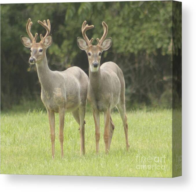 Whitetail Deer Canvas Print featuring the photograph Twin Young Bucks by Jim Lepard