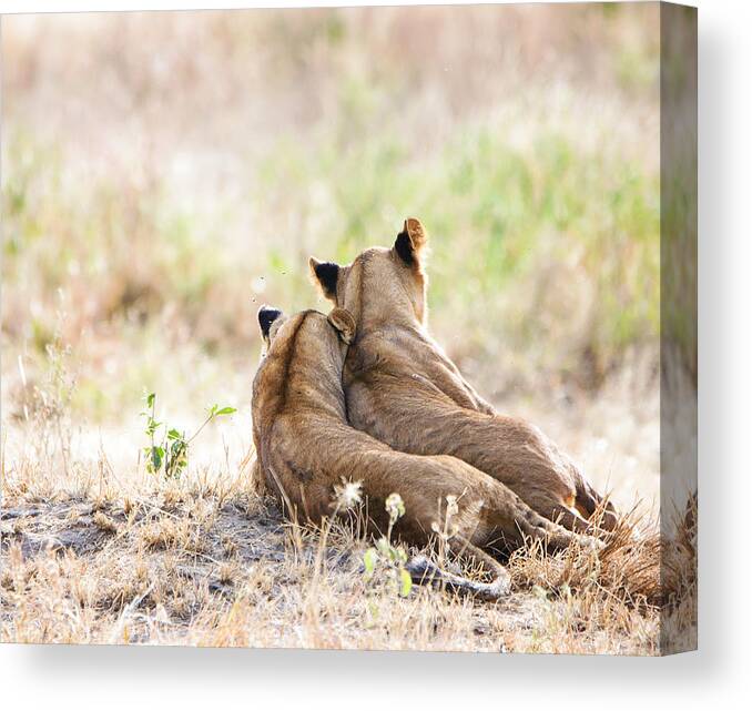 Grass Canvas Print featuring the photograph Two Lion Cubs in Tarangire, Tanzania by Vicki Jauron, Babylon and Beyond Photography