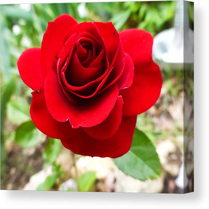 Red Canvas Print featuring the photograph Wedding Rose by Jennifer Wheatley Wolf