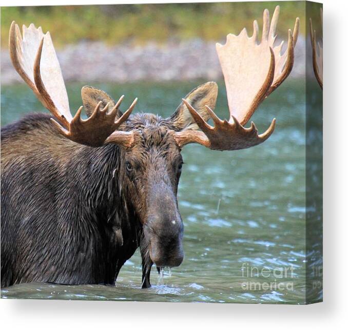 Bull Moose Canvas Print featuring the photograph Wet And Hungry by Adam Jewell