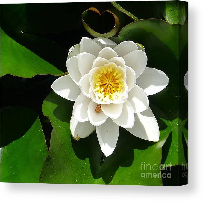 Flower Canvas Print featuring the photograph White Lotus Heart Leaf by Nora Boghossian