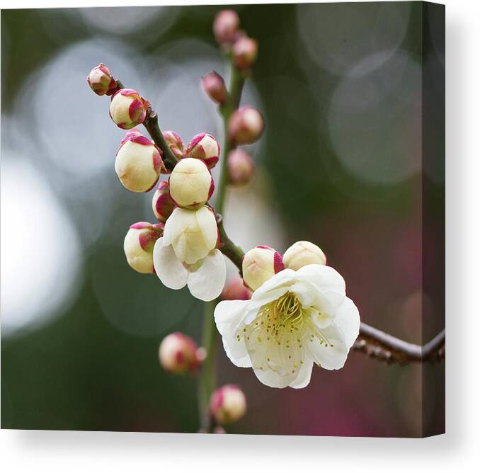 Cherry Canvas Print featuring the photograph White Plum Blossoms by Kenjiyamamoto