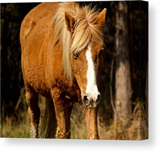 Assateague Canvas Print featuring the photograph Wild Pony by Kathi Isserman