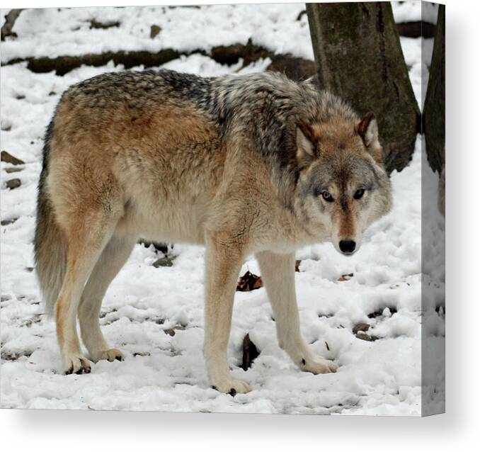 Arctic Canvas Print featuring the photograph Winter Wolf in the Snow by Richard Bryce and Family