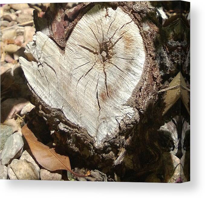Wood Canvas Print featuring the photograph Wood Heart by Claudia Goodell