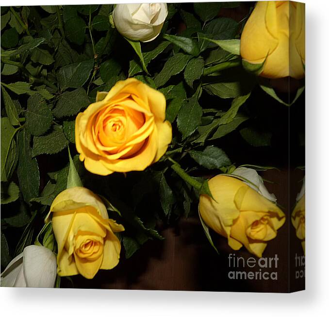 Yellow Canvas Print featuring the photograph Yellow and white Roses by Eva-Maria Di Bella