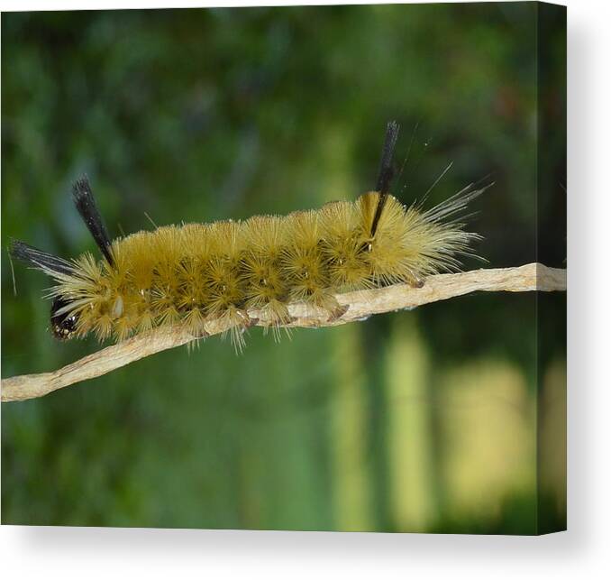 Yellow Woolly Bear Canvas Print featuring the photograph Yellow Woolly Bear by Stacie Siemsen