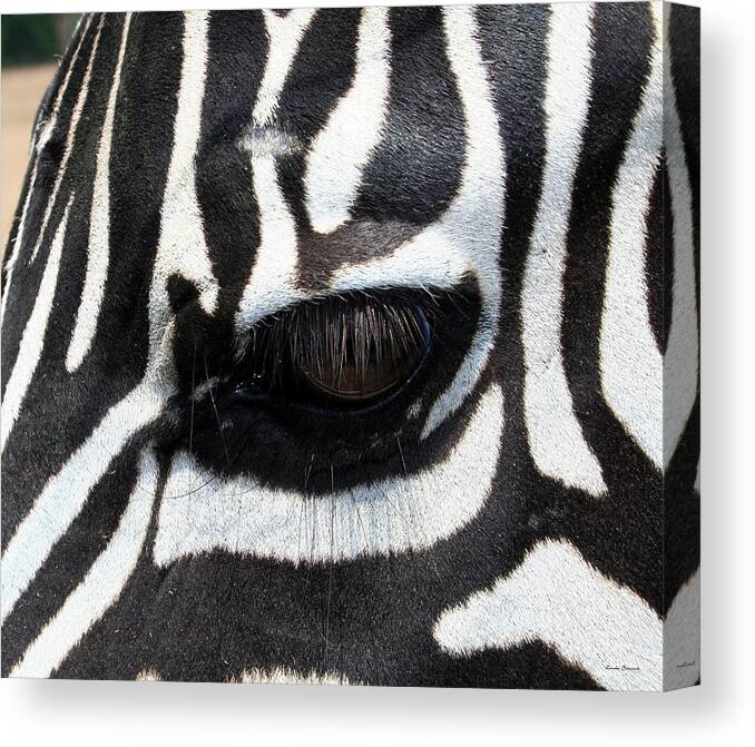 Zebra Canvas Print featuring the photograph Zebra Eye by Linda Sannuti