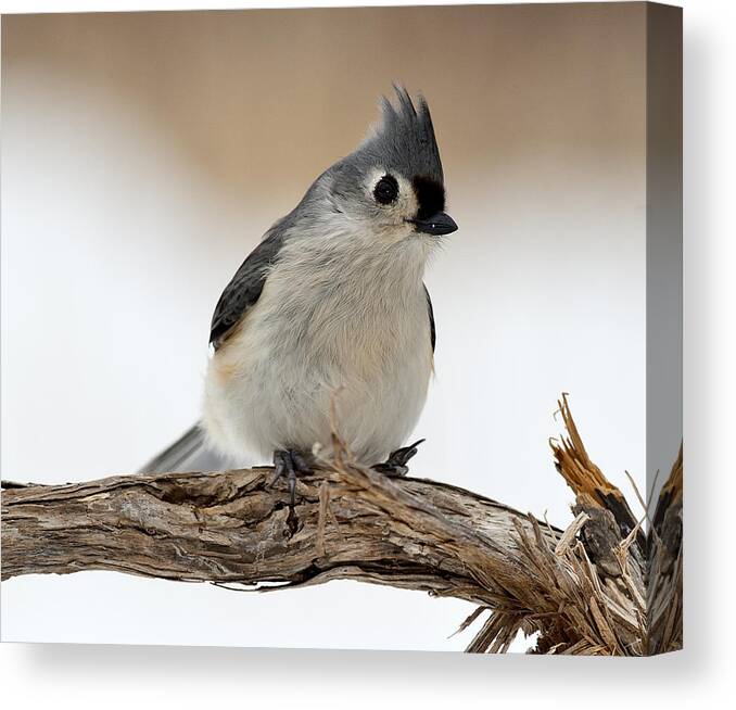  Tufted Titmouse Canvas Print featuring the photograph Tufted Titmouse by Roni Chastain