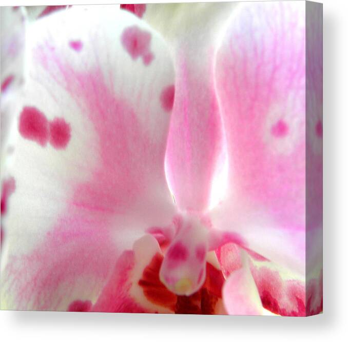 Pink Canvas Print featuring the photograph Bursting With Beauty #1 by Kim Galluzzo