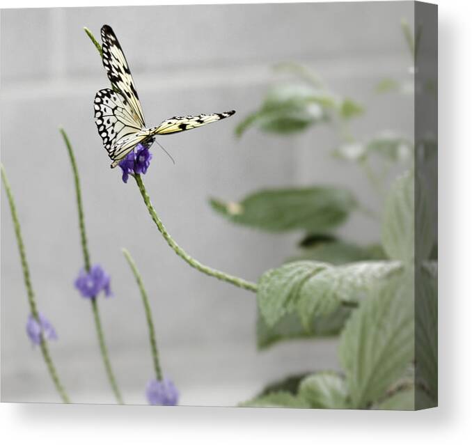 Butterfly Canvas Print featuring the photograph Butterfly #1 by Nick Mares