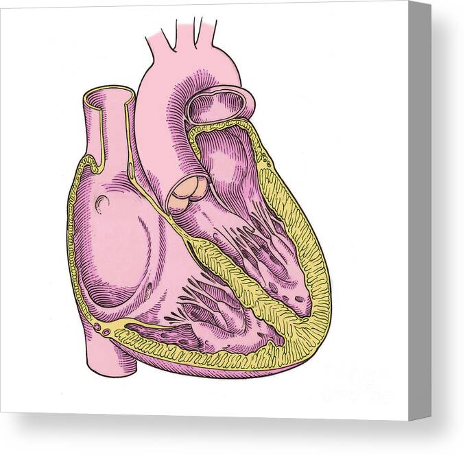 Anatomy Canvas Print featuring the photograph Illustration Of Heart Anatomy #2 by Science Source
