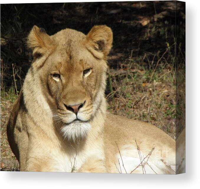 Lioness Canvas Print featuring the photograph Lioness by Kim Galluzzo Wozniak