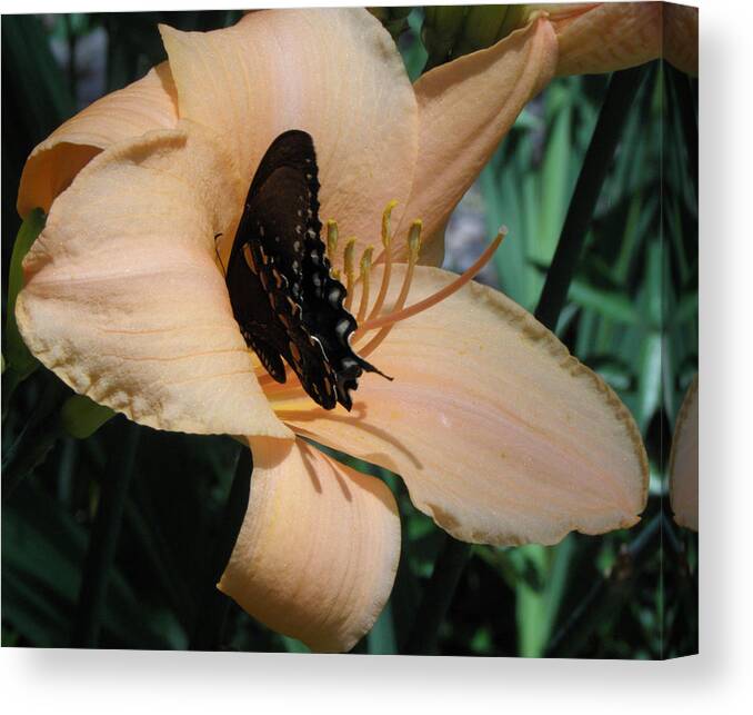 Butterfly Canvas Print featuring the photograph A Perfect Match by Kim Galluzzo