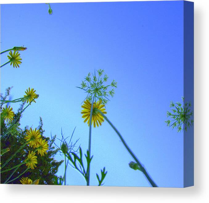 Flowers Canvas Print featuring the photograph Ants Perspective by Bruce Carpenter