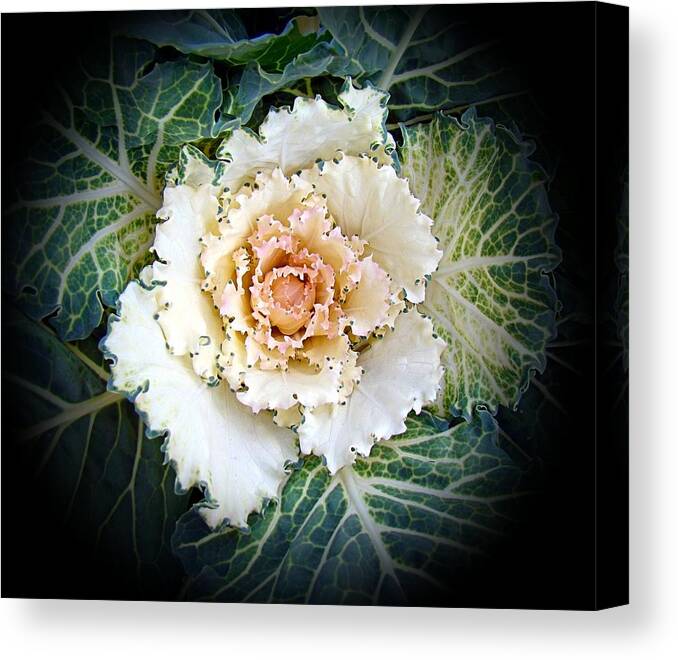 Autumn Canvas Print featuring the photograph Autumn Colors Kale 1 by Nick Kloepping