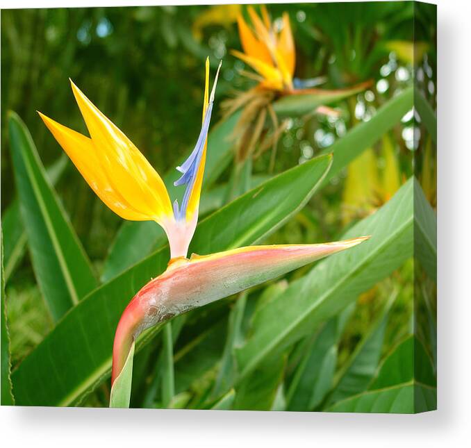 Bird Of Paradise Canvas Print featuring the photograph Bird of Paradise by David Foster