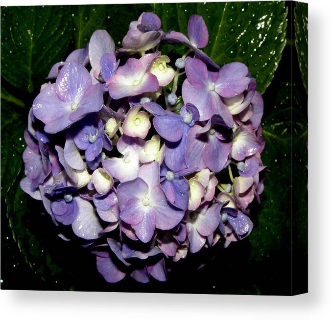 Blueish Canvas Print featuring the photograph Blueish Purple Hydrangea At Nighfall by Kim Galluzzo