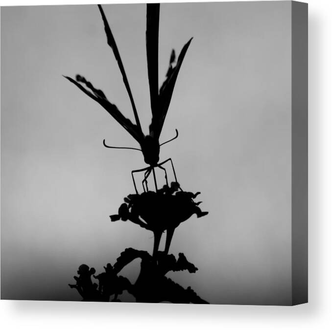 Butterfly Canvas Print featuring the photograph Butterfly on Lantana BW by Toma Caul