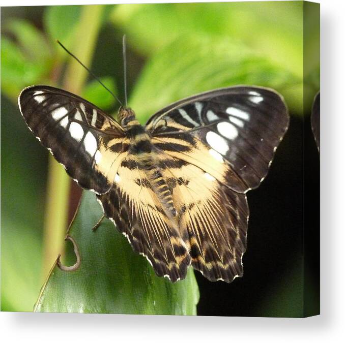Butterfly Canvas Print featuring the photograph Clipper Butterfly by Lynn Bolt