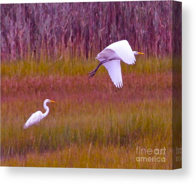 Connecticut Canvas Print featuring the photograph Connecticut Heron In Flight by Cindy Lee Longhini