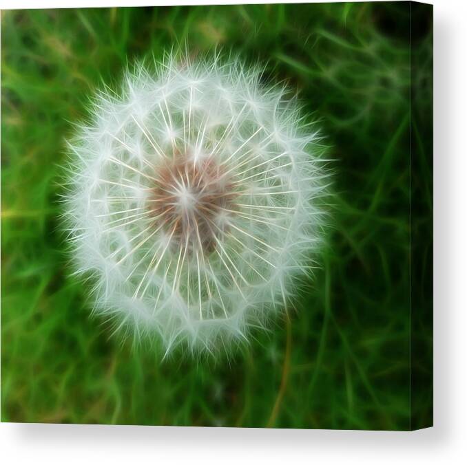 Dandelion Seed Head With Fractalius Effect Canvas Print featuring the photograph Dandelion Seed Head by Lynn Bolt