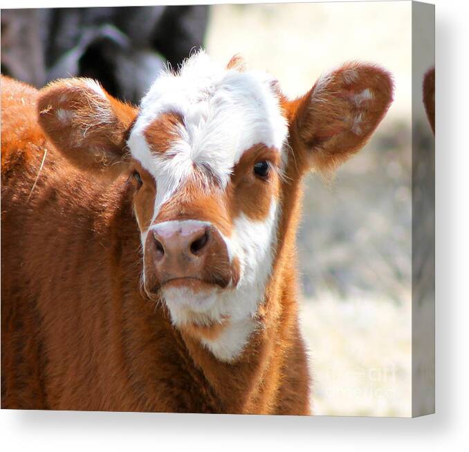 Calf Canvas Print featuring the photograph Dickie the milk mans baby by Pamela Walrath