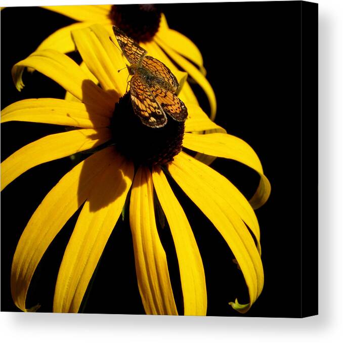Butterfly Canvas Print featuring the photograph Double yellow Delight with a surprise by Kim Galluzzo