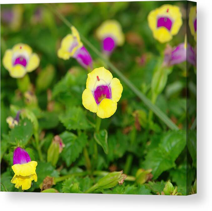 Flower Canvas Print featuring the photograph Flower 5 by David Foster