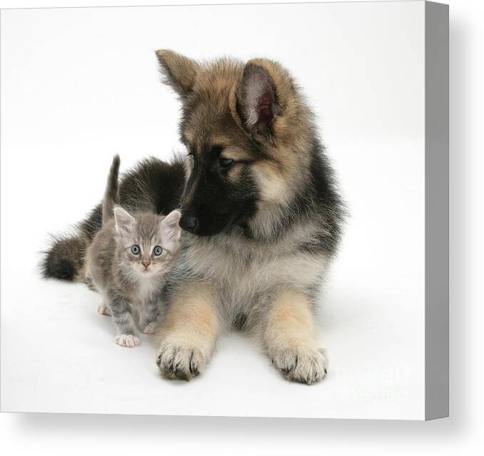 Nature Canvas Print featuring the photograph German Shepherd Dog Pup With A Tabby by Mark Taylor