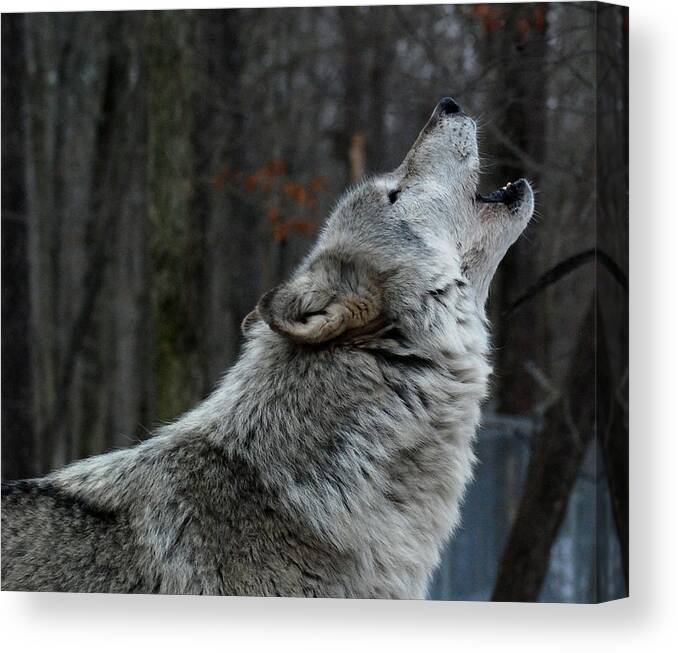 Lakota Canvas Print featuring the photograph Howling Tundra Wolf by Richard Bryce and Family