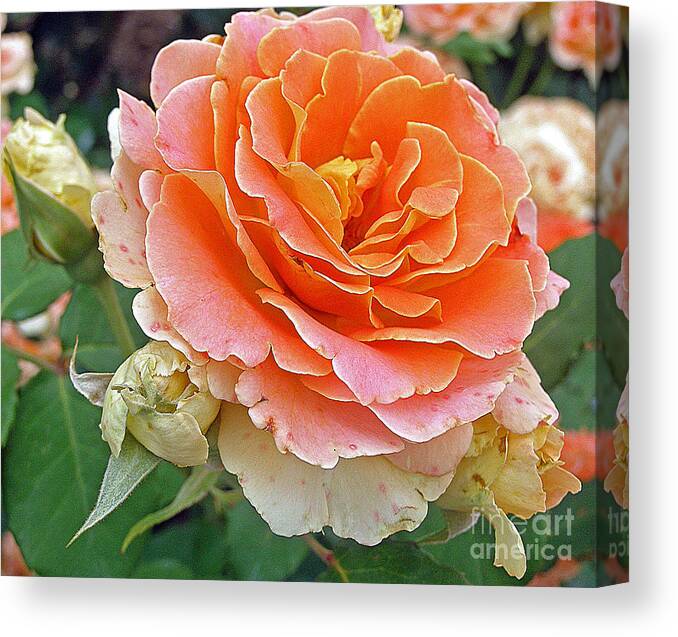 Rose Canvas Print featuring the photograph In Full Bloom by Louise Peardon
