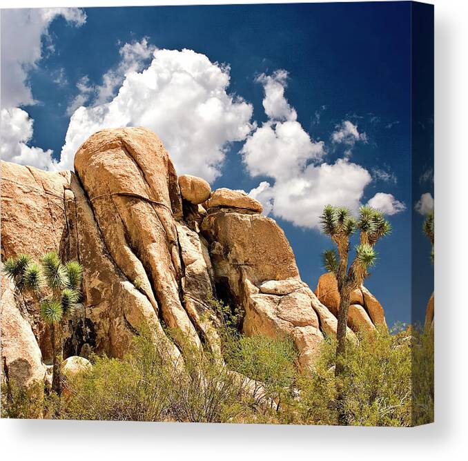 Endre Canvas Print featuring the photograph Joshua Tree by Endre Balogh