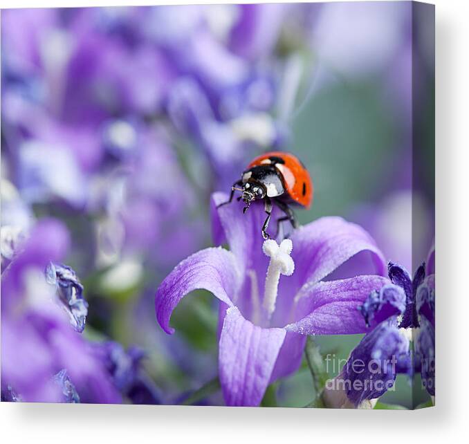 Ladybug Canvas Print featuring the photograph Ladybug and Bellflowers by Nailia Schwarz