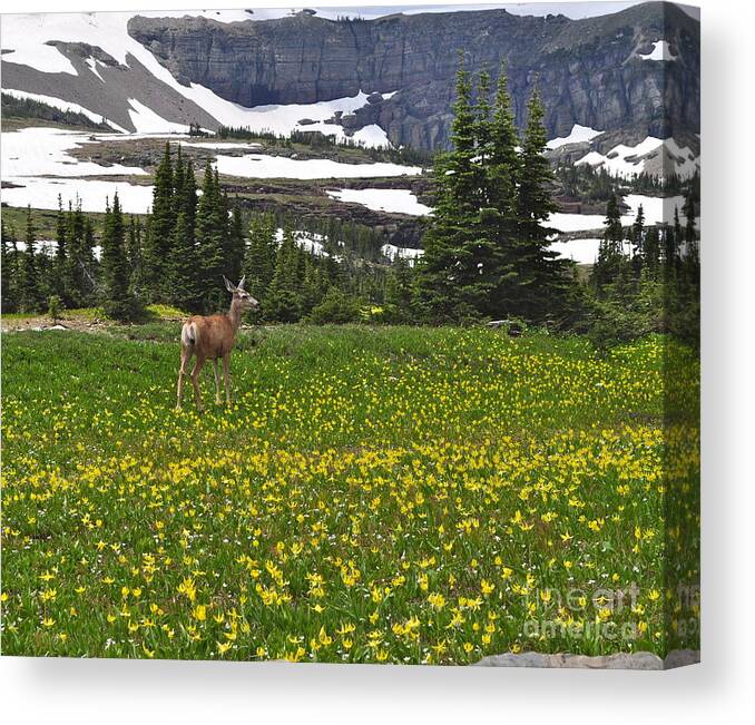 Deer Greeting Card Canvas Print featuring the photograph Meadow Deer by Johanne Peale