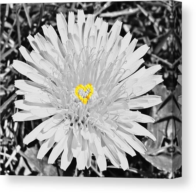 Digital Enhanced Canvas Print featuring the photograph Mellow Yellow Love by Nick Kloepping