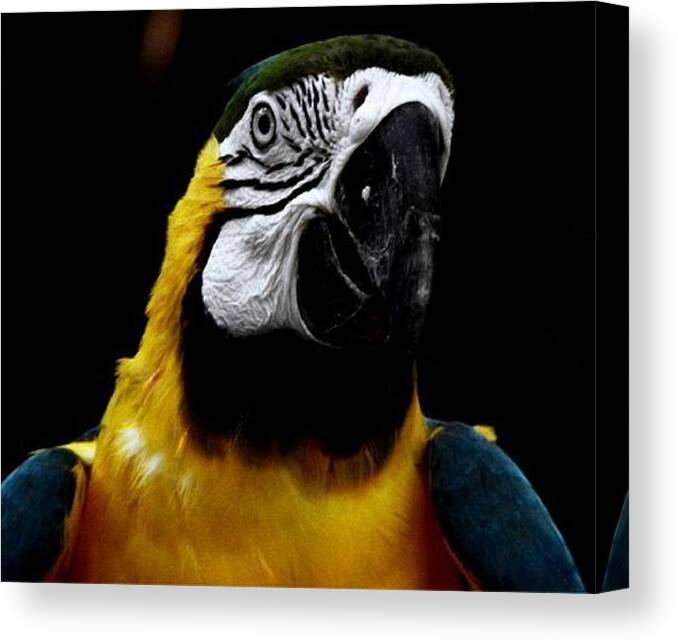 Parrot Canvas Print featuring the photograph Mr Polly by Kim Galluzzo