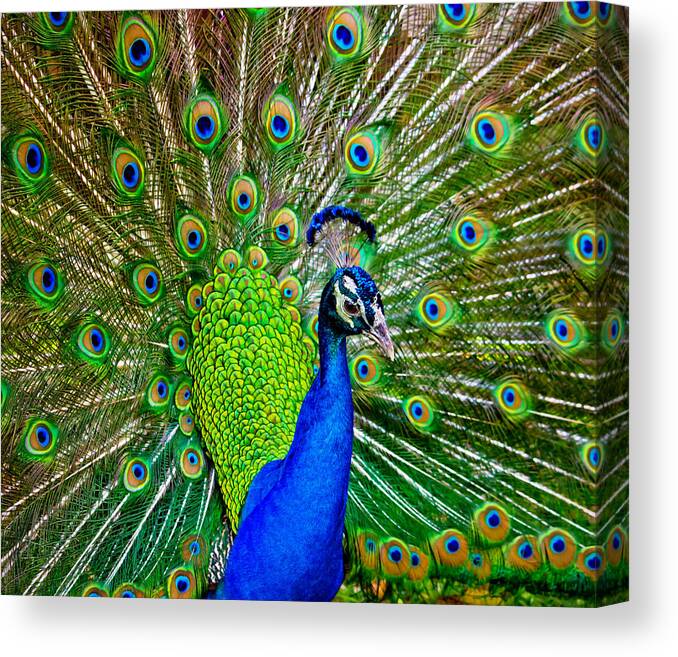 Peacock Canvas Print featuring the photograph Peacock Display by Mark Andrew Thomas