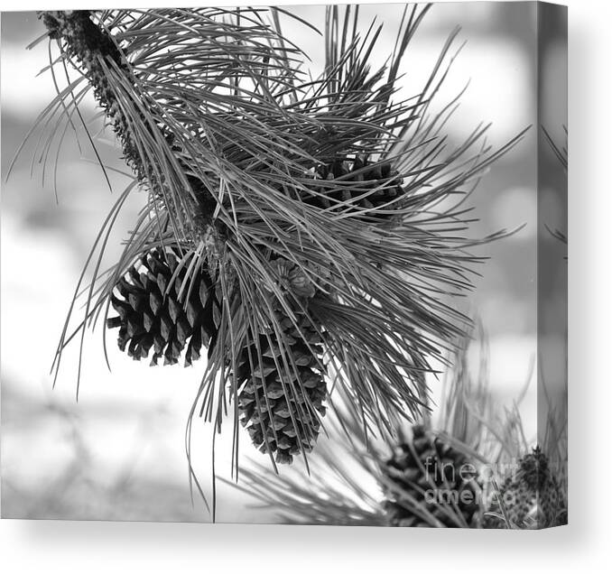 Pine Cones Canvas Print featuring the photograph Pine Cones by Dorrene BrownButterfield