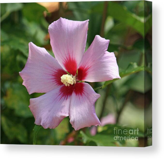 Hibiscus Canvas Print featuring the photograph Pink Hibiscus by Terri Mills