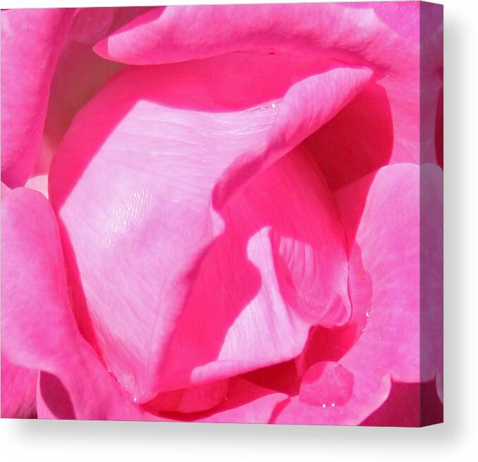 Pink Canvas Print featuring the photograph Pleasingly Pink by Karen Harrison Brown