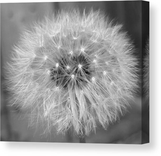 Black & White Canvas Print featuring the photograph Pre-flight by Life Makes Art