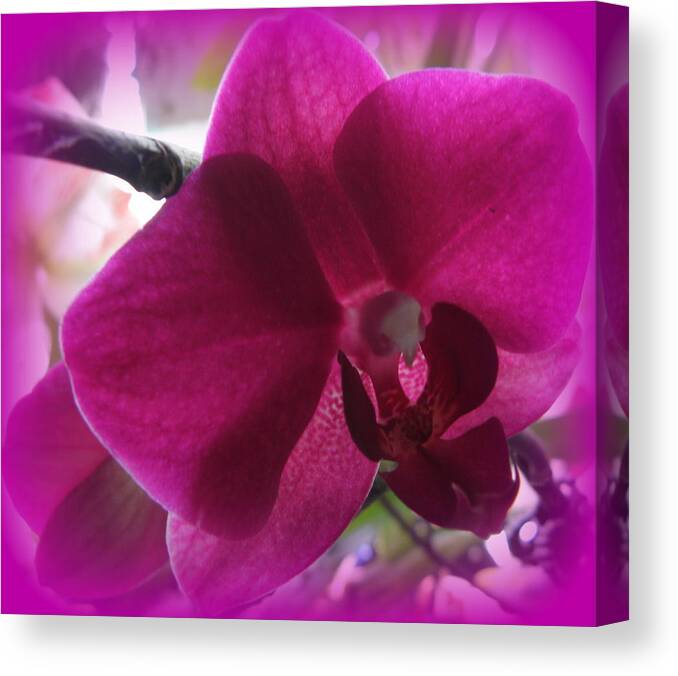 Purple Canvas Print featuring the photograph Purple Orchid by Kim Galluzzo