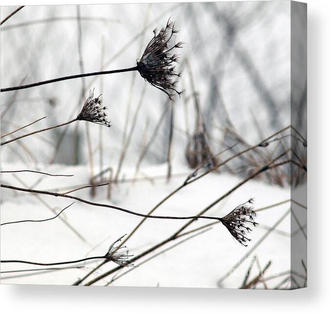 Flower Canvas Print featuring the photograph Queen Ann's Lace by Terry Doyle