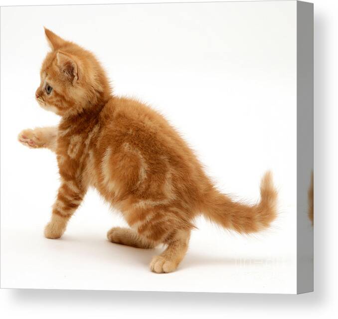 Animal Canvas Print featuring the photograph Red Tabby Kitten by Jane Burton
