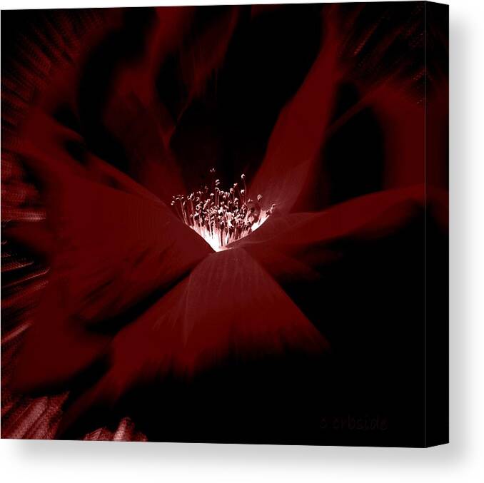 Rose Canvas Print featuring the photograph Red Velvet by Chris Berry