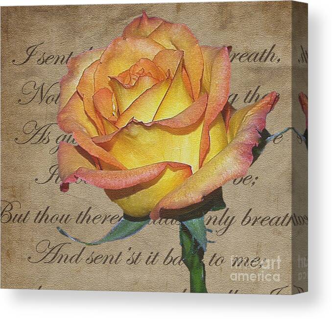 Mixed Media Canvas Print featuring the photograph Romantic Rose by Patricia Griffin Brett