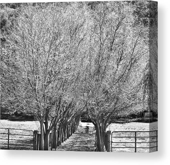 Trees Canvas Print featuring the photograph Short Path by Mariola Szeliga